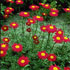 Tanacetum coccineum Robinson's red-flowered