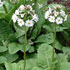 Primula japonica 'Postford White' 