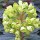 Euphorbia martinii 'Little John'  (02/08/2010)  added by Shoot)