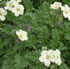 Erodium chrysanthum