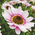 Argyranthemum 'Ripple Pink'