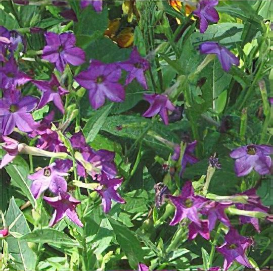 Nicotiana 'Perfume Purple'