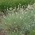 Sesleria nitida (Nest moor grass) Added by Nicola