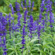  (06/11/2019) Salvia farinacea 'Victoria' added by Shoot)