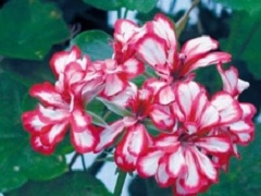 Pelargonium 'Rouletta'