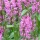 Stachys officinalis 'Hummelo' (Betony 'Hummelo') (29/03/2020) Stachys officinalis 'Hummelo' added by Shoot)
