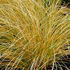 Carex testacea 'Prairie Fire' 