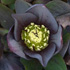 Helleborus x hybridus Blue-black