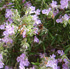 Salvia rosmarinus 'Roseus'