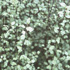 Pittosporum tenuifolium 'Silver Sheen' 