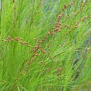 Rare Tassel Cord Rush Restio tetraphyllus grass 10 seeds UK SELLER
