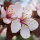 Prunus cerasifera 'Nigra' (Black cherry plum) (19/03/2018) Prunus cerasifera 'Nigra' added by Shoot)