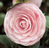 Camellia japonica 'Pearl Maxwell'