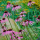 Echinacea pallida (Pale purple coneflower) Added by Nicola