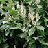 Prunus laurocerasus 'Caucasica' 