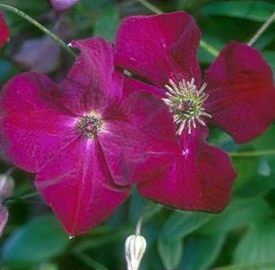 Clematis 'Royal Velours' 