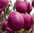 Magnolia 'Black Tulip' 