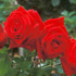 Rosa 'Lady in Red'
