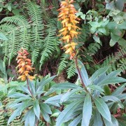  (27/10/2020) Digitalis canariensis added by Shoot)