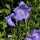 Campanula persicifolia (22/06/2013) Added by Paul Hermans