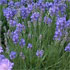 Lavandula angustifolia 'Blue Cushion'