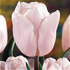 Tulipa 'Silverado'