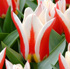 Tulipa 'Perfectionist'
