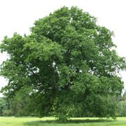 Quercus robur (07/07/2011)  added by Shoot)