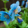 Meconopsis (Fertile Blue Group) 'Lingholm' (Meconopsis 'Lingholm') Added by Nicola