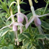 Fuchsia magellanica var. molinae 'Sharpitor' 