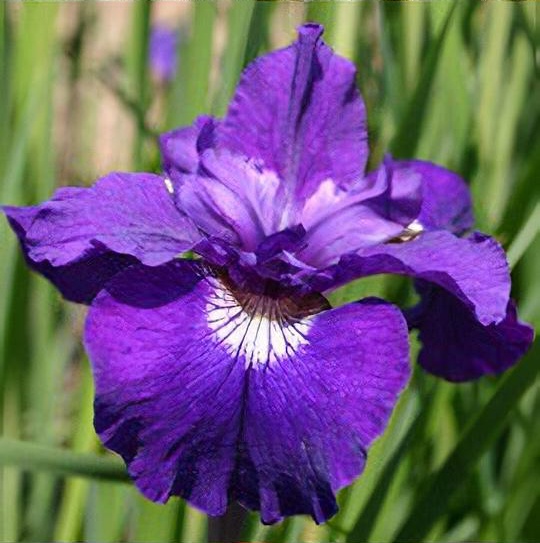 Iris sibirica 'Shirley Pope' 