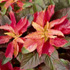 Amaranthus tricolor 'Illumination'
