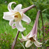 Lilium formosanum 'White Crane' 