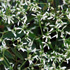 Euphorbia hypericifolia 'Silverfog'