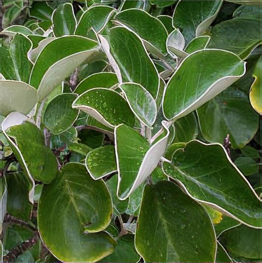 Brachyglottis rotundifolia