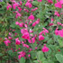 Salvia microphylla 'Pink Blush' 