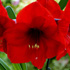 Hippeastrum 'Royal Red'