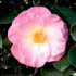 Camellia 'April Remembered' (Ice Angels Series)