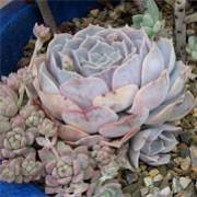 Echeveria lilacina (09/05/2011)  added by Shoot)