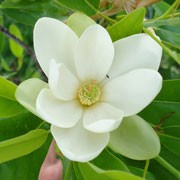 Magnolia virginiana (29/05/2011)  added by Shoot)