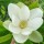 Magnolia virginiana (29/05/2011)  added by Shoot)
