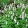 Persicaria bistorta (20/05/2011)  added by Shoot)