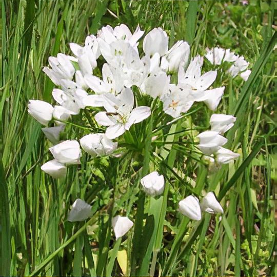 Allium neapolitanum 'Grandiflorum'