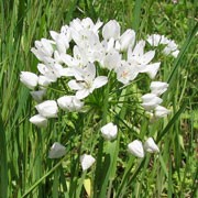 Allium neapolitanum Grandiflorum  (20/05/2011)  added by Shoot)