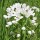 Allium neapolitanum Grandiflorum  (20/05/2011)  added by Shoot)