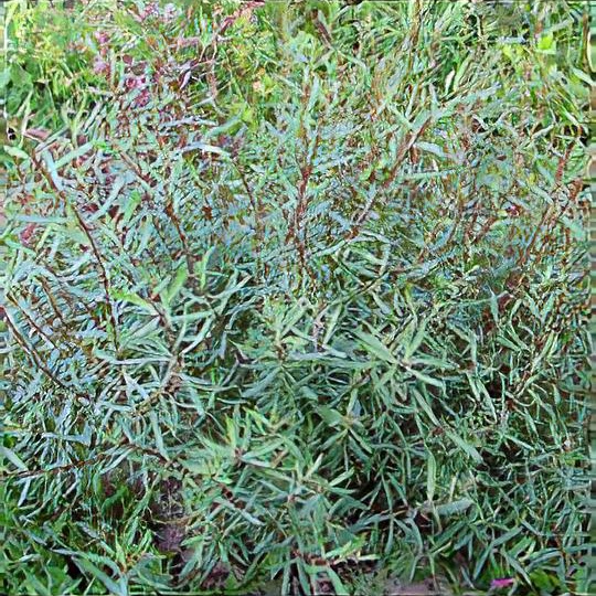 Salix purpurea 'Nana'