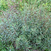 Salix purpurea Nana (20/05/2011)  added by Shoot)