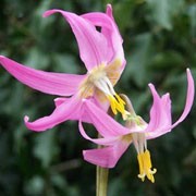 Erythronium californicum Knightshayes Pink (20/05/2011)  added by Shoot)