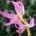 Erythronium californicum Knightshayes Pink (20/05/2011)  added by Shoot)
