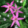 Erythronium revolutum 'Knightshayes Pink' (Mahogany fawn lily 'Knightshayes Pink') Added by Nicola